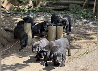 Nur 2 Labrador Weibchen mit Ahnenpass 2 Rüden & 6 Weibchen in Schwarz