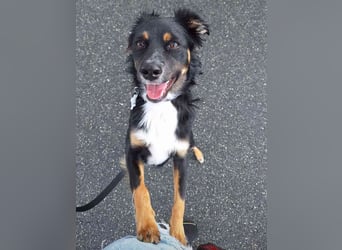 ⭐️NIKI⭐️, Rüde, 1 Jahr, 48 cm, Mischling, Tierschutz