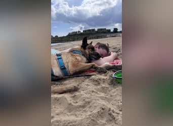 Schäferhundmix MADDOX sucht seine eigene Familie!