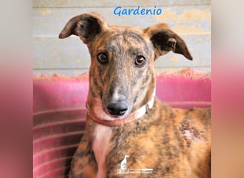 Gardenio 03/2021 (ESP) - traumhafter, verschmuster und sozialer Galgo!