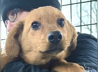 ♥FLOPPI♥ niedlicher kleiner, verspielter Bub - wird mittelgroß