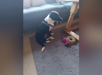 Dumbo sucht Familienanschluss