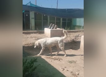 BLANCA