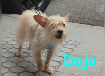 Dojo geb. 04/2023 (ESP) - menschenbezogener, kleiner Yorkshire Terrier-Mix!