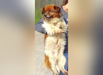 Peki, Mischling