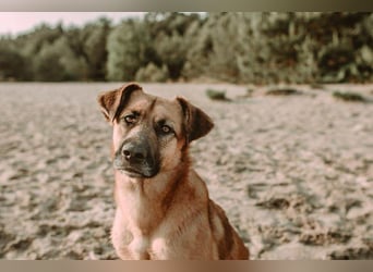 großer lieber Mischlings-Rüde Koda sucht seine Menschen