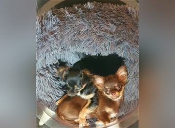 Chihuahua langhaar Welpen aus Top Aufzucht schoko und Black