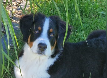 Bernersennen/Australian Shepherd Rüde TAMME  ,9 Monate alt