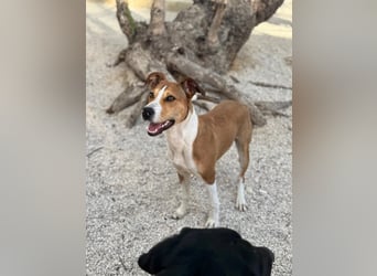 Marley, lustig und freundlich