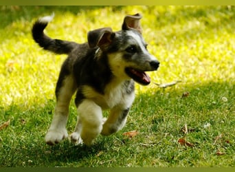 SIMON sucht ein Zuhause
