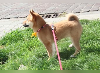 Schöne rote Shiba inu Welpen MEI, MIKA, MASARU mit FCI dokumenten