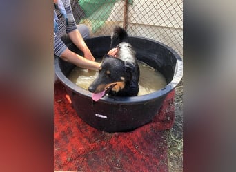 MAILA, sucht Menschen mit Herz (mit Videos!)