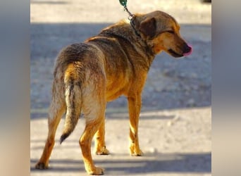 Renzo, Mischling