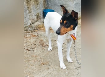 Tigre, sucht seine Familie