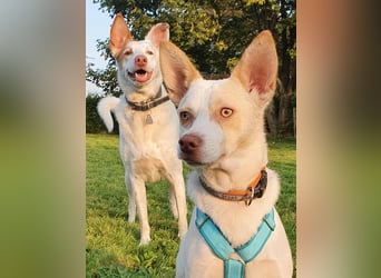 Rubio ein kleiner Schatz sucht ein neues Heim