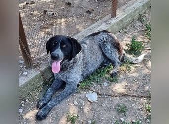 Gina, sensible Seele auf der Suche nach einem liebevollen Zuhause!