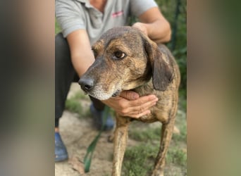 Ursus - Bewerbung als Lieblingshund