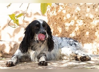 Jumel ist Liebenswürdigkeit in Hundegestalt