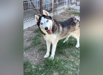 Husky Zeus