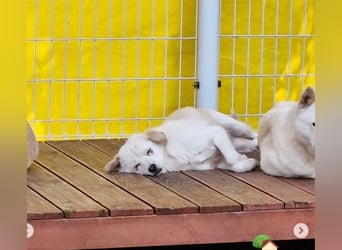 Jenna liebe schüchterne Hündin die im Tierheim so sehr leidet sucht Körbchen