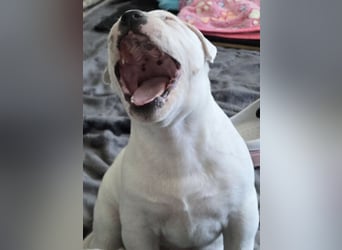 American Bulldog Welpen aus Hybrid/Standard Verpaarung ab Mitte Juni abzugeben, www.cocodin-bulls.de