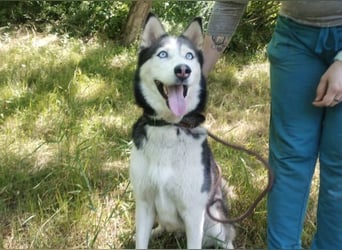 Akira, Husky