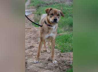 Marta - weiblich, kastriert - Hundepension in Kostenets