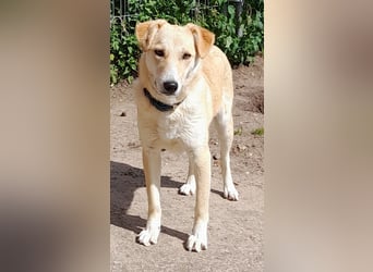 10 Mon. junge sensible und sanfte kastr. mittelgr. Hündin sucht Traumzuhause !