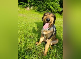 Leo - Jagdterrier Mix