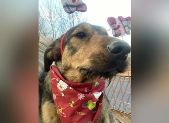 Lotta - Jagdterrier Mix