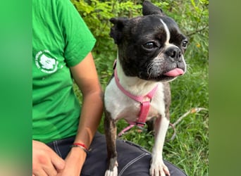 Venus - Klein, klug, kuschelig: Boston Terrier Lady auf der Suche nach Liebe ❤️