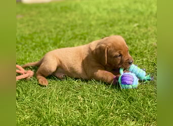 Typvolle Labrador Welpen in Foxred/Dark Foxred aus einer Top Verpaarung