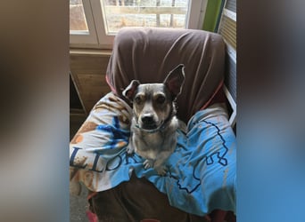 Skotty sucht ein neues Zuhause