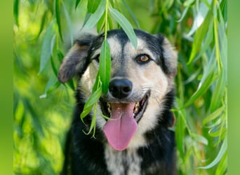 Familienhund Vorshun sucht ein Zuhause