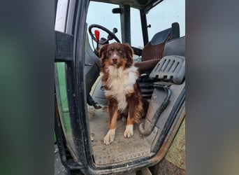 Hübsche Aussie Welpen