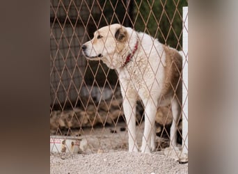 Jack ❤️ sichere Heimat gesucht!