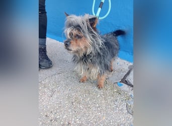 Tobby, hofft auf seine große Chance