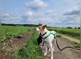 AVANI sucht ein Zuhause