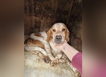 Pointer Mix MAILO (2,5 Jahre) sucht eine eigene Familie