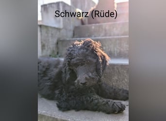 Königspudelwelpen in der Farbe Schwarz