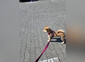 Shiba inu Welpen.   vom Haus Joe   ,Liebhaberzucht
