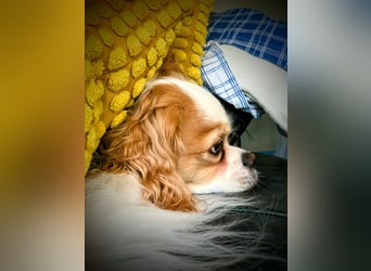Leon verliert sein Zuhause