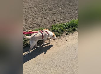 SANDY ❤️ ein liebevoller Gefährte, Pflegefamilie Elsdorf