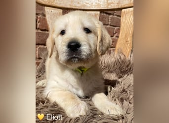 Labradoodle F1 apricot