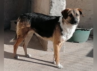 KORA❤️sanfte Seele sucht sehnsüchtig ein liebevolles Zuhause & Geborgenheit