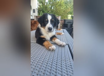 Australian Shepherd Welpen bald abgabebereit!