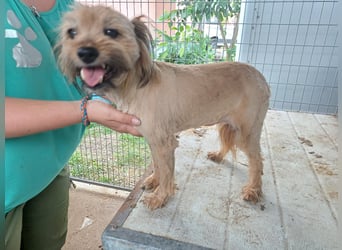 Berit-Bagatel PP – zarte Hundedame sucht ruhiges Zuhause fürs Herz