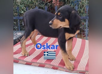 Oskar, 01/25 - Schlappohr sucht Wirkungskreis