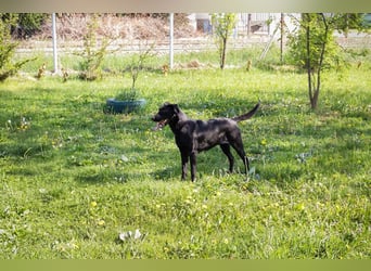 Rabea: sucht ein Zuhause