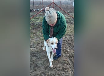 Falina sucht ein Zuhause